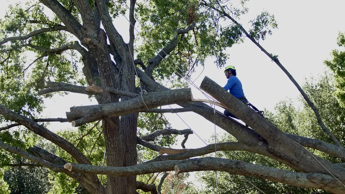 Professional Crown Thinning performed by certified arborists in Farmersville