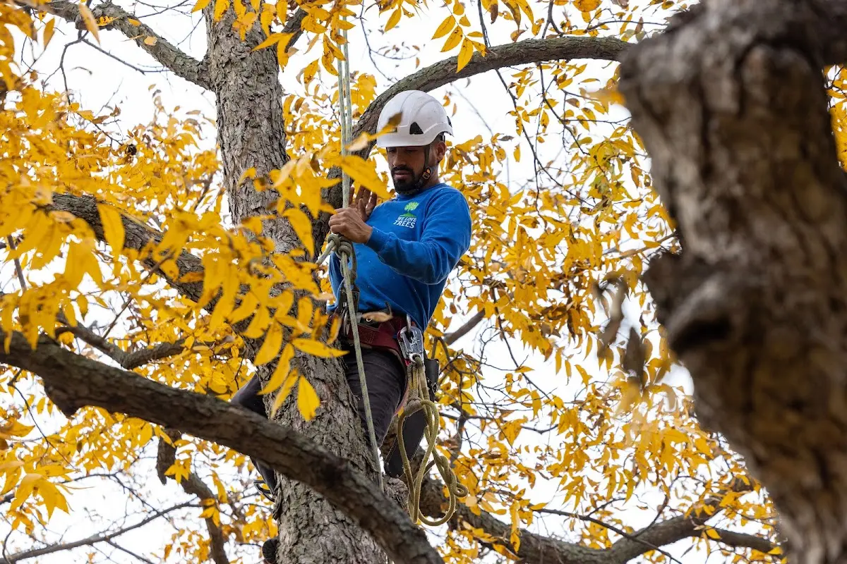 Skilled Tree Pruning crew working in Farmersville